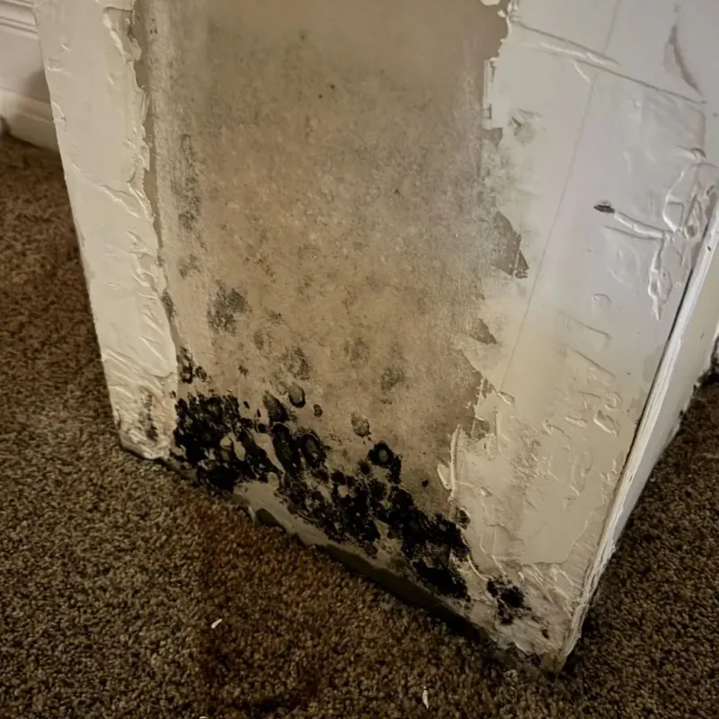 Professional Mold Removal in Cottonwood Heights, UT